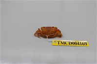 藏品(絨毛近方蟹)的圖片